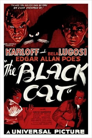 A fekete macska poszter