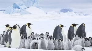 Pingvinek vándorlása 2. háttérkép